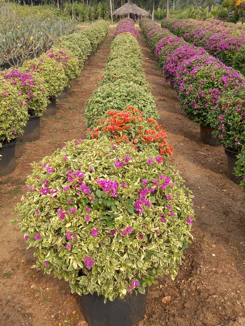 Best Kadiyam Nursery Call 6309717556, Kadiyam Nursery /kadiyam Online